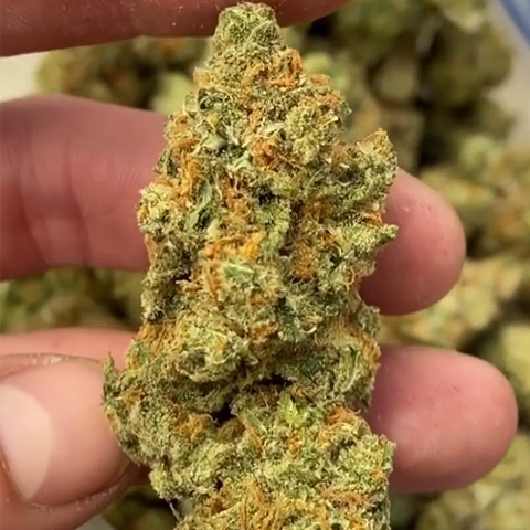 HYBRID MARIJUANA STRAINS